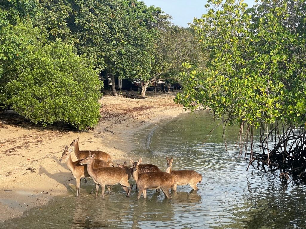 ビーチでは群れた鹿が泳ぎに来ていて可愛かった